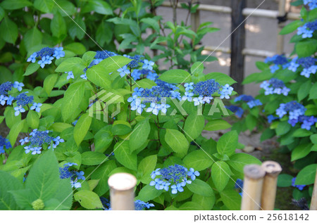 繡球花盛開在Shukkeien 繡球花盛開在Shukkeien 25618142