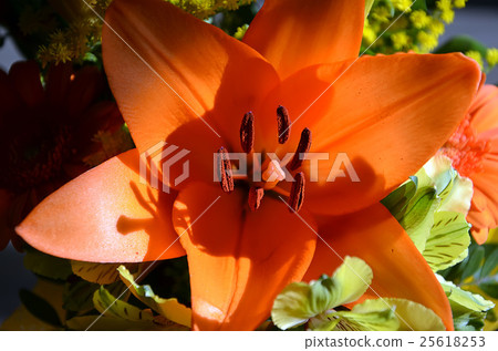 detail of red open flower color photography detail of red open flower color photography 25618253