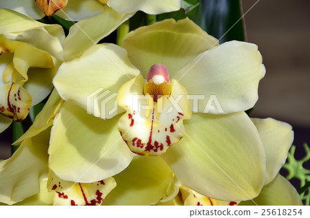 detail of yellow orchid flower color photography detail of yellow orchid flower color photography 25618254