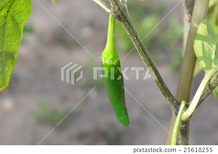 chilli pepper green jalapenos plant in garden 25618255
