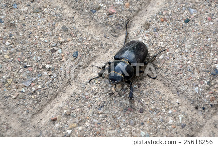 detail of walking big beetle on floor tiles detail of walking big beetle on floor tiles 25618256