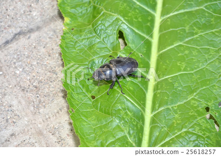 detail of walking big beetle on horseradish leaf detail of walking big beetle on horseradish leaf 25618257