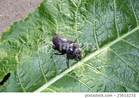 detail of walking big beetle on horseradish leaf detail of walking big beetle on horseradish leaf 25618258