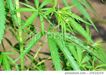 leaves of canabis in the nature or garden leaves of canabis in the nature or garden 25618259