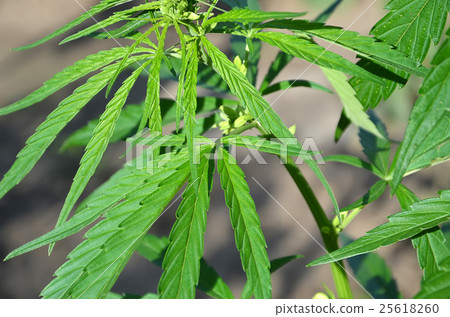 detail of cannabis leaves green plant  25618260