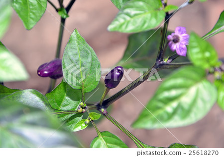 chilli pepper purple chinese plant in garden 25618270