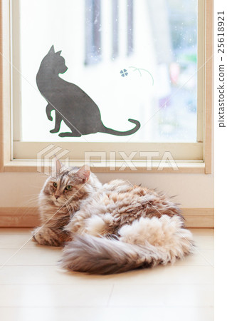 Maine Coon 25618921