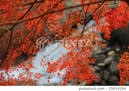 Fall. Autumn at Yasehieizanguchi 25619184