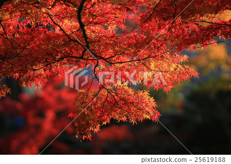Fall. Autumn at Yasehieizanguchi Fall. Autumn at Yasehieizanguchi 25619188