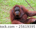 Orangutans of Indonesia 25619395