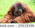 Orangutans of Indonesia 25619396