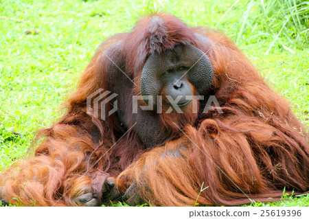 印度尼西亞的猩猩 25619396