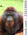Orangutans of Indonesia 25619400
