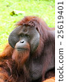Orangutans of Indonesia 25619401