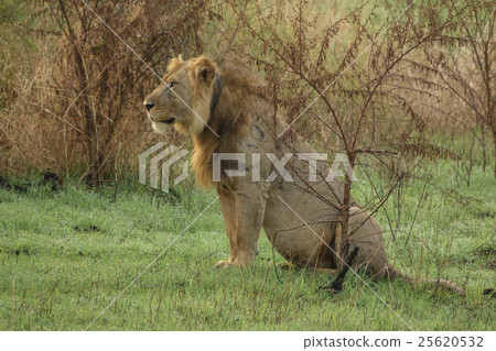 Old male lion with scars sit in the grass Old male lion with scars sit in the grass 25620532
