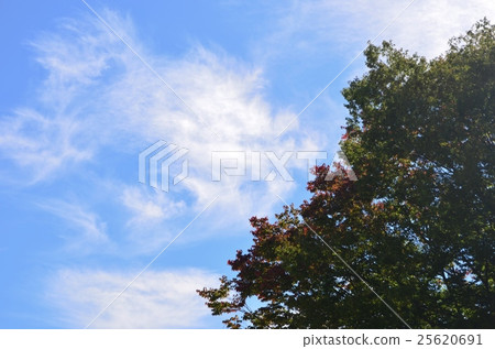 Autumn sky and clouds and trees Autumn sky and clouds and trees 25620691