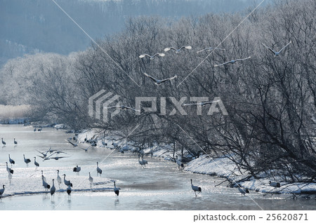 微風和樹鶴飛 25620871