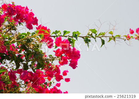 Floral postcard for your design Floral postcard for your design 25621319