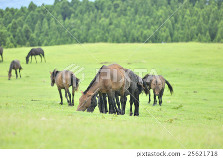 [Miyazaki Prefecture] Misaki cape of cape tomori 25621718