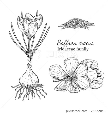 Ink saffron hand drawn sketch Ink saffron hand drawn sketch 25622049