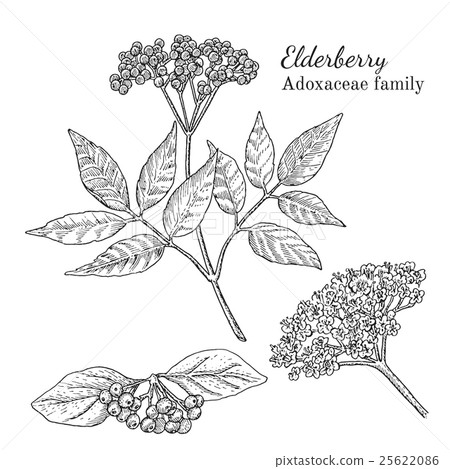 Ink elderberry hand drawn sketch 25622086