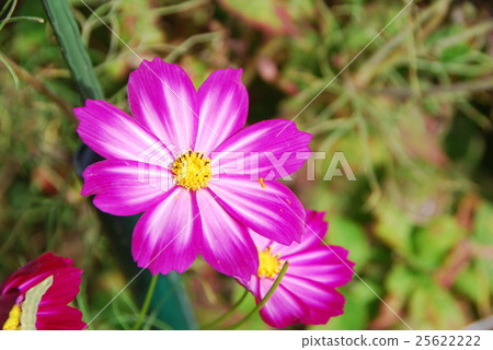 宇宙 宇宙 25622222