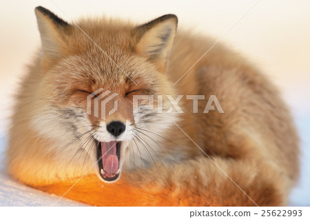 Kitakitsu yawn on the snow Kitakitsu yawn on the snow 25622993