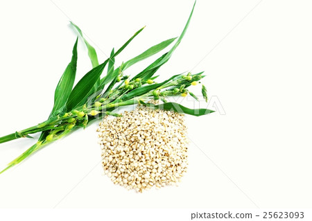 Herbal medicine made of mature seeds of healthy food · Jatuinin of the same kind as Yokuinin · branch of Juzudama · white back sideways position overlook 25623093