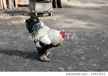 White Black rooster and hen in the yard 25623621
