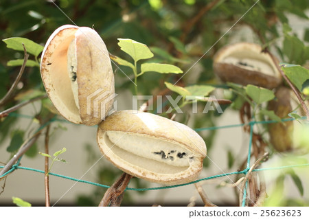 阿克比的簡單水果形象，幾乎沒有鳥類繁殖 25623623