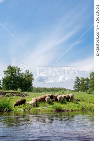 Young sheep on the riverside 25623651