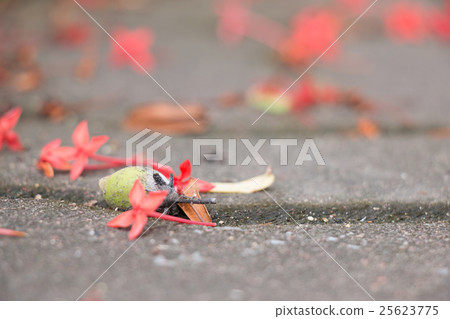 Little red flower down on brick floow Little red flower down on brick floow 25623775