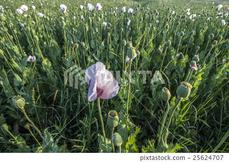 White Field Poppy Field Wide Angle View 25624707