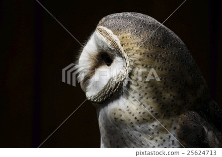 Barn Owl Profile Portrait on Dark Background 25624713