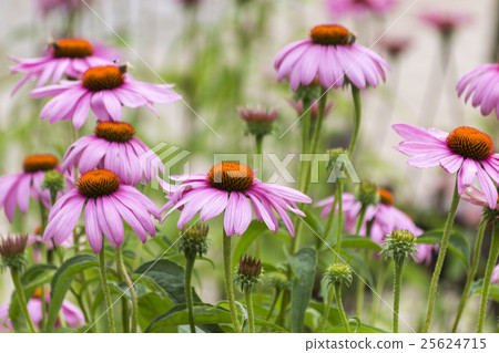 Echinacea Purpurea. Medicinal Pink Flowers 25624715