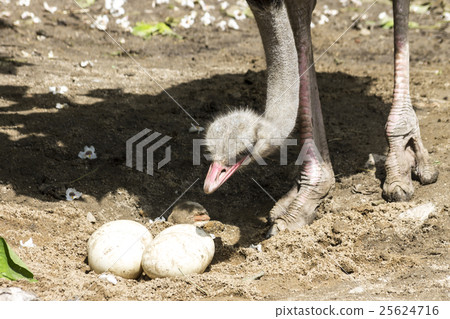 Ostrich Checking Big Eggs 25624716
