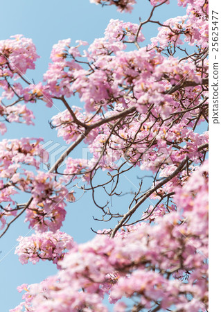 Pink Malaysian Sakura flower (Tacoma spp) 25625477