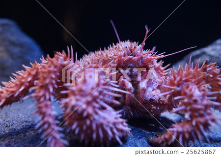 3月的IGAGRI螃蟹（水族館全身荊棘螃蟹） 25625867