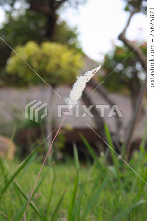 bloom grass bloom grass 25625871
