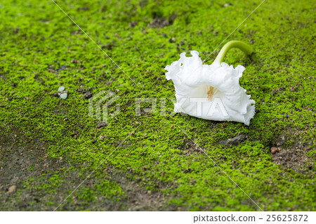 Dolichandrone serrulata flower Dolichandrone serrulata flower 25625872