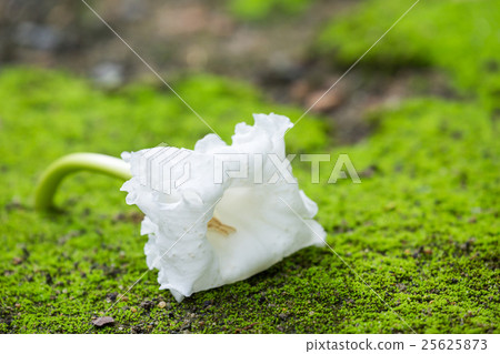 Dolichandrone serrulata flower 25625873