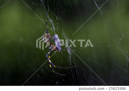 Girls girl spider eating Girls girl spider eating 25625986