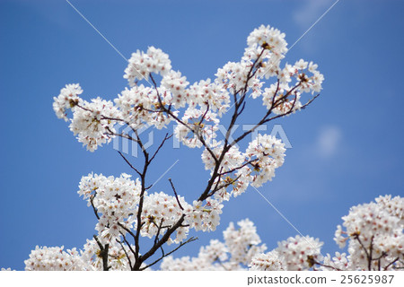 Sakura sky back 25625987