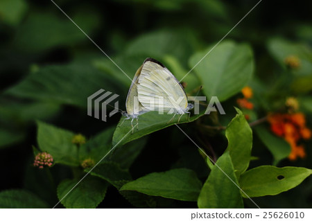 紋白蝶交配 紋白蝶交配 25626010