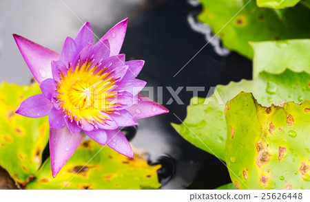 Purple water lily flower (lotus) 25626448