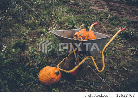Pumkin harvest with a wheelbarrow Pumkin harvest with a wheelbarrow 25628468