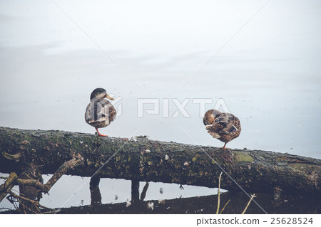 Male and female duck on a fallen tree 25628524