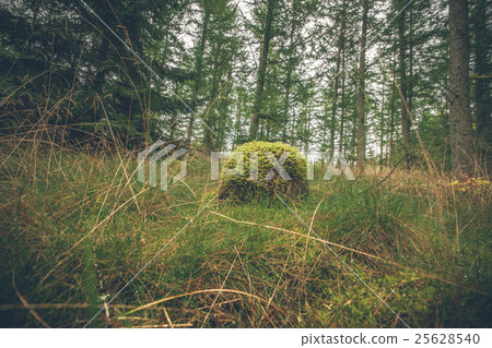 Forest in the fall with a wooden log Forest in the fall with a wooden log 25628540