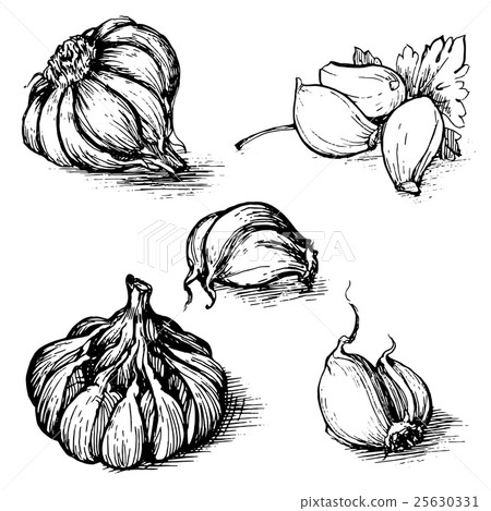 Vector hand drawn set of garlic with parsley 25630331