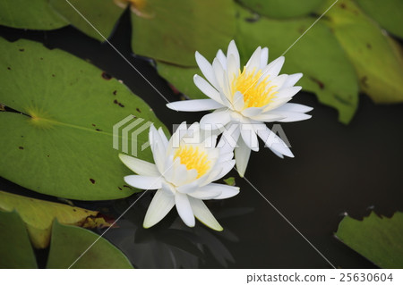 Flower flowers Flower flowers 25630604